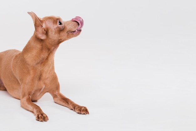 コピースペースでかわいい小型犬