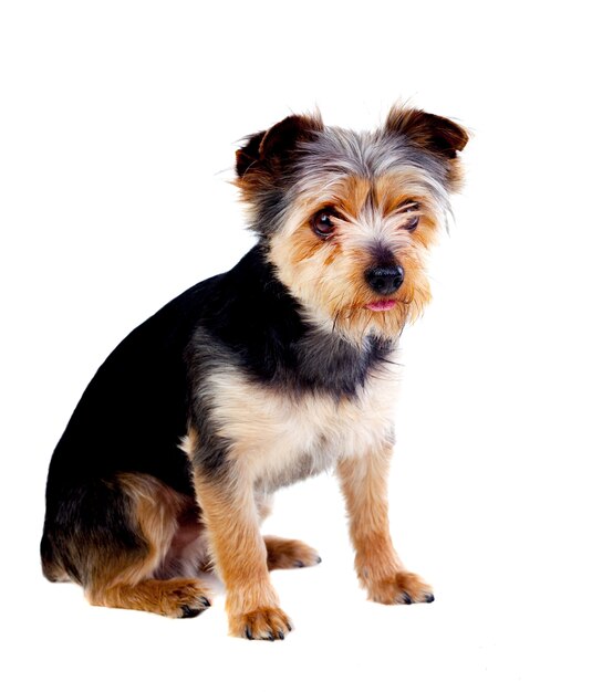 Cute small dog with cutted hair 