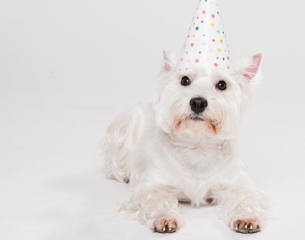 Cute small dog with a hat