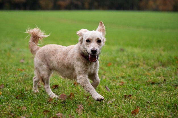 Cute small dog with her tongue out running in a beautiful green meadow.