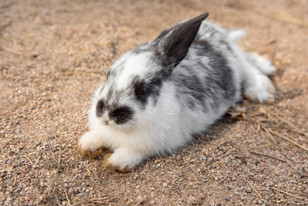 Cute small funny white with black easter rabbit lying on the ground outside