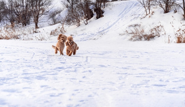 Cute small golden dogs playing in snow outdoors Happy family vacation Family dog lifestyle