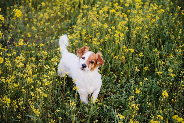 Photo cute small jack russell dog outdoors in yellow flowers meadow spring time happy pets in nature