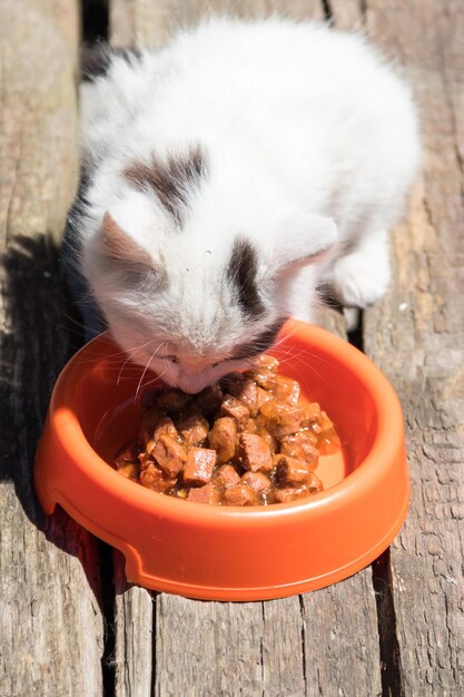 Милый маленький котенок ест свою еду из оранжевой пластиковой миски на старом деревянном полу