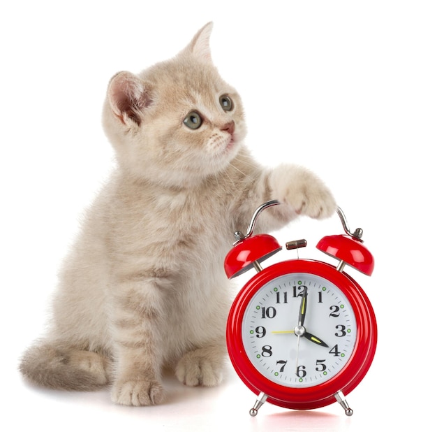 Cute small kitten with alarm clock