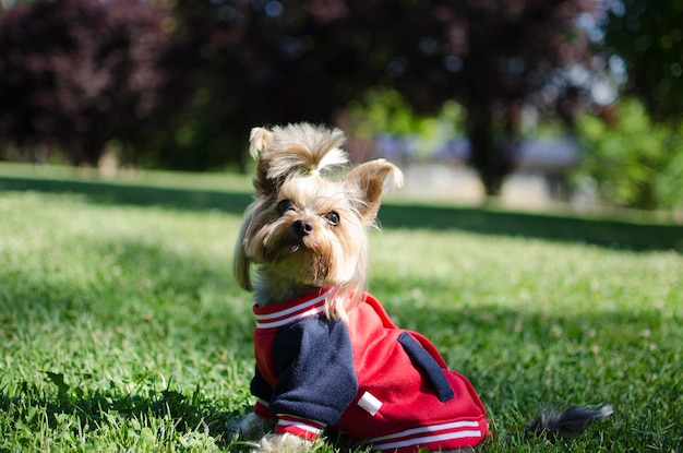 Cute small playful yorkshire terrier