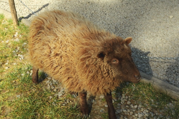 公園で晴れた日にかわいい小さな羊