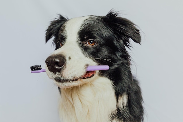 Cute smart funny puppy dog border collie holding toothbrush in mouth isolated on white background Oral hygiene of pets Veterinary medicine dog teeth health care banner