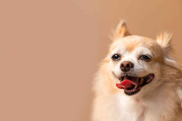 Cute smile chihuahua brown color happiness friend lapdog with brown color background