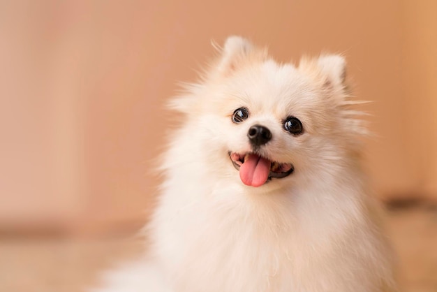 사진 갈색 배경을 가진 귀여운 미소 호기심 흰색 포메라니안 강아지 행복 친구 lapdog