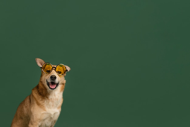 写真 コピースペースのかわいいスマイリー犬