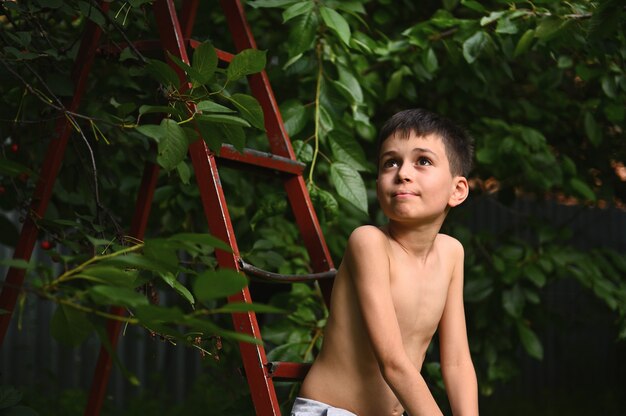 A cute smiling boy sits on a stepladder under a cherry tree and looks away during cherry harvest on a warm summer day.