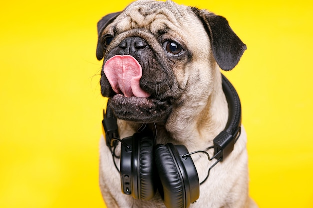 Cute smiling dog listening to music in headphones.