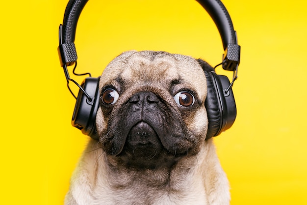 Cute smiling dog listening to music in headphones.