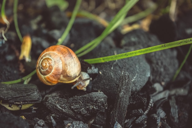 Cute Snail Is Walking On The Coals