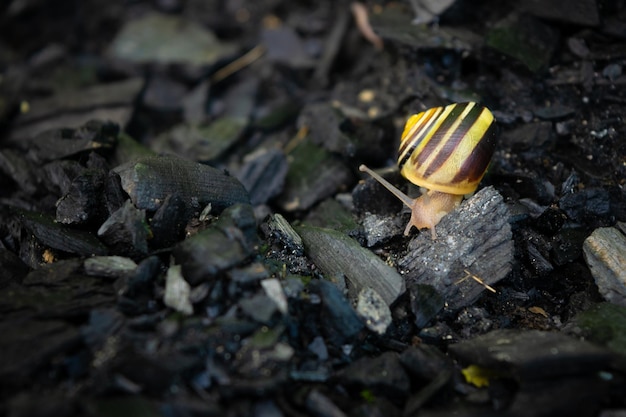 Photo cute snail is walking on the coals