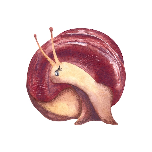 Cute snail painted in watercolor isolated on a white background