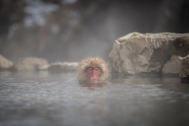 Симпатичная снежная обезьяна в ванне Onsen в парке Jigokudani в городе Yudanaka, Нагано, Япония