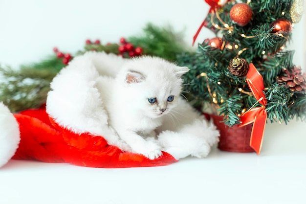 Foto carino gattino bianco come la neve in un cappello di babbo natale sullo sfondo di un albero di natale