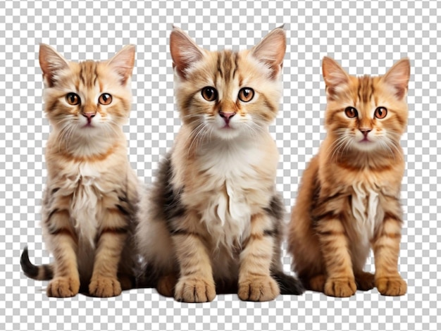 Photo cute soft kittens with bright eyes lined up and eager png