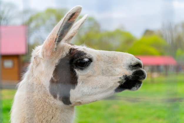 Cute south american llama animal Pet of the Incas