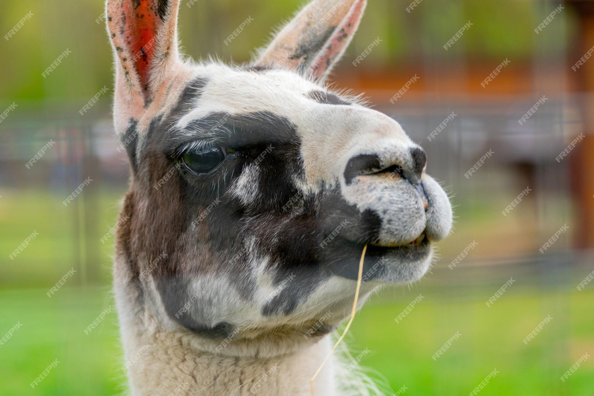 Premium Photo | Cute south american llama animal pet of the incas Premium Photo | Cute south american llama animal pet of the incas