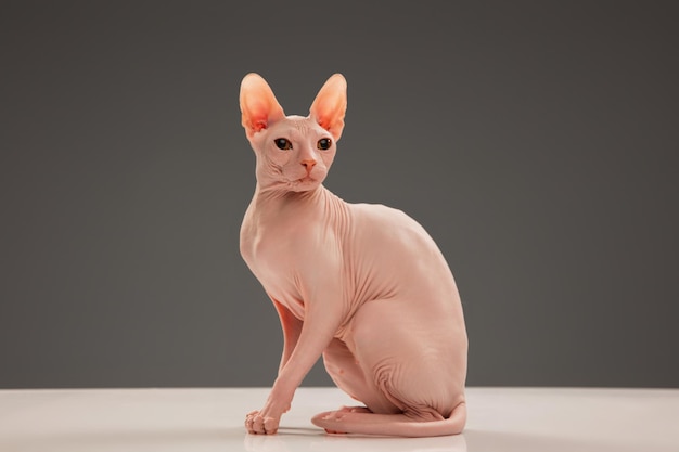 Foto simpatico gattino sphynx in posa isolato su sfondo grigio per studio