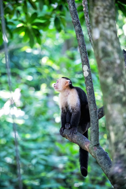 Cute spider monkey animal in wildlife outdoor sitting on tree branch with green leaves looking away on natural background in Roatan, Honduras