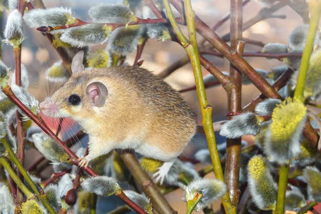 Cute spiny mouse (akomys) climbs the branches of a blossoming willow