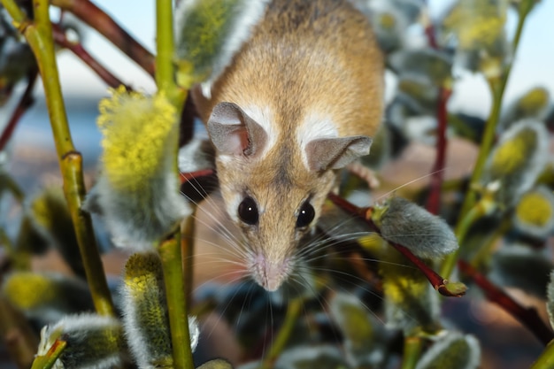 Cute spiny mouse (akomys) climbs the branches of a blossoming willow