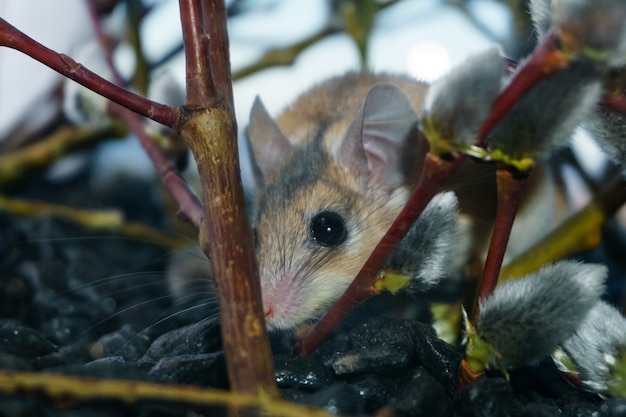 Simpatico topo spinoso (akomys) in agguato tra i rami di un salice in fiore