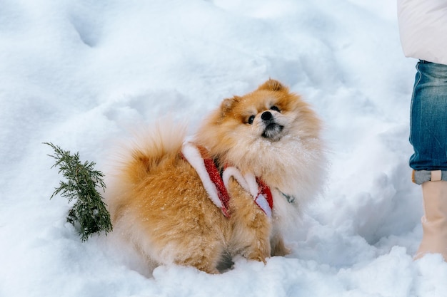 A cute Spitz is standing on the snow and looking up.