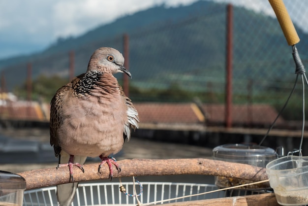 写真 かわいいカノコバトやspilopeliachinensisの真珠の首の鳩は日光浴を楽しんでいます