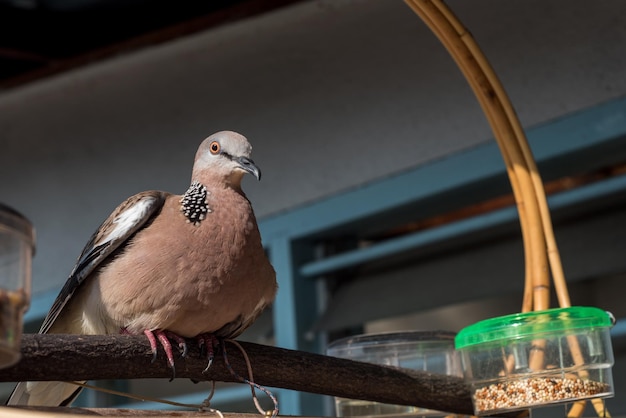 写真 かわいいカノコバトやspilopeliachinensisの真珠の首の鳩は日光浴を楽しんでいます