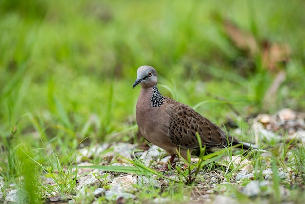 Cute Spotted dove or spilopelia chinensis or pearlnecked on green land