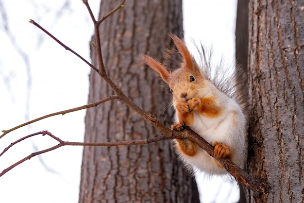 かわいいリスは冬の公園でナッツを食べる