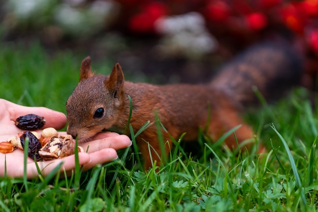 Foto lo scoiattolo carino mangia noci nel parco