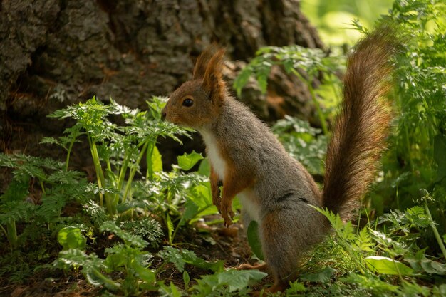 Cute squirrel in a forest