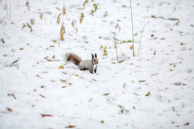 Scoiattolo sveglio che esamina scena di inverno, parco nevoso o foresta