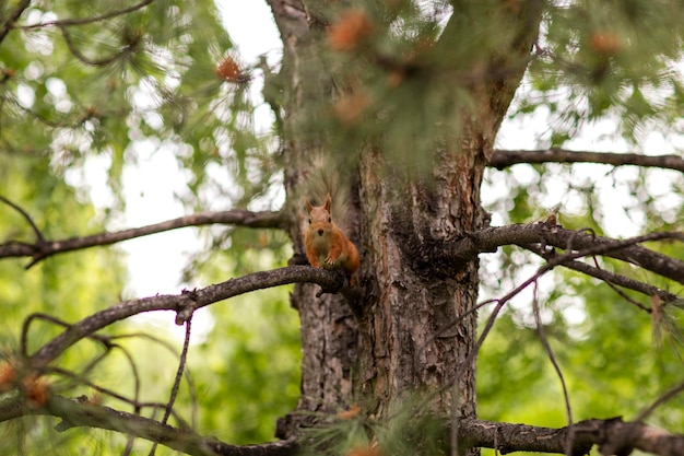 Cute squirrel looks into the camera lens