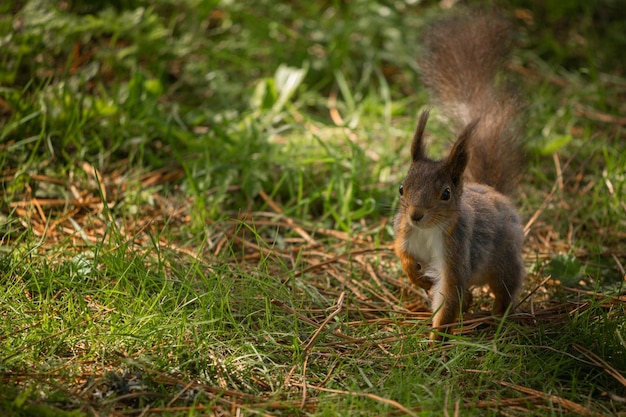 Cute squirrel running in a forest