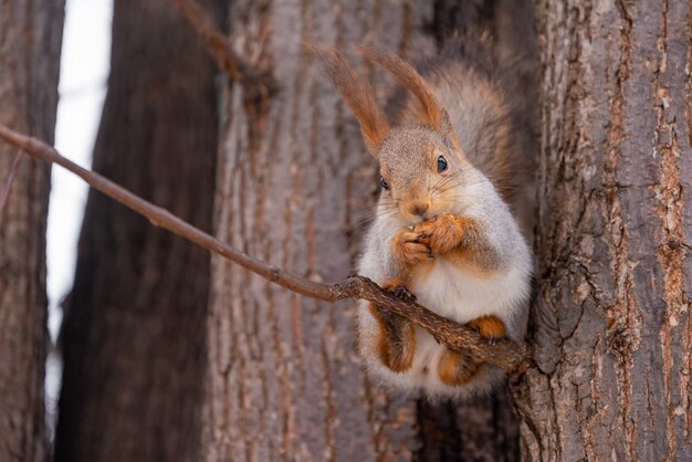 Lo scoiattolo carino si siede sul ramo di un albero e mangia una noce