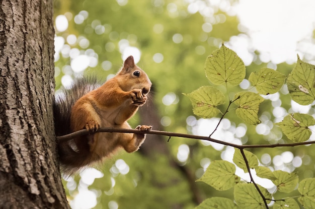 Cute squirrel sits on the tree eating nut