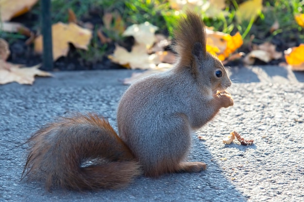 公園の道路に座っているかわいいリス