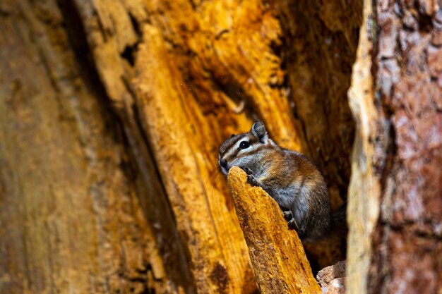 cute squirrel sitting in a tree during winter in bryce canyon national park, Uintah Chipmunk