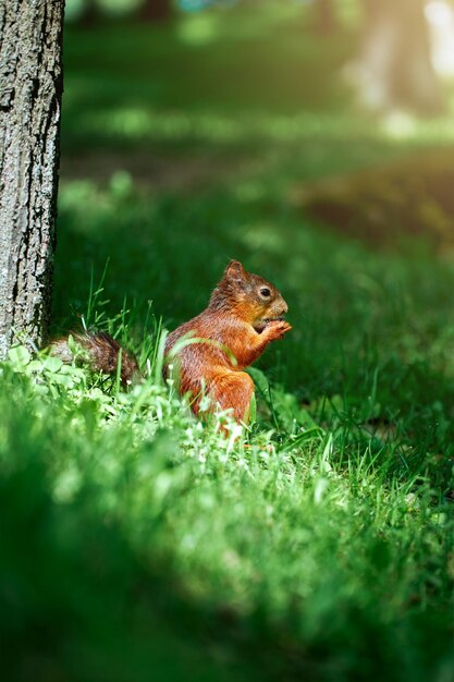 Cute squirrel in summer park on green grass eats a nut