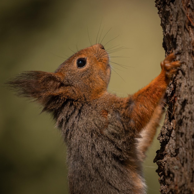 Scoiattolo carino su un albero in una foresta