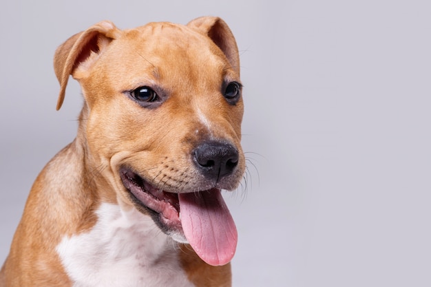 Cute staffordshire terrier puppy