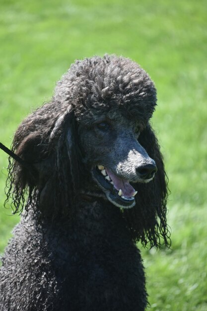 Cute standard black poodle in a field