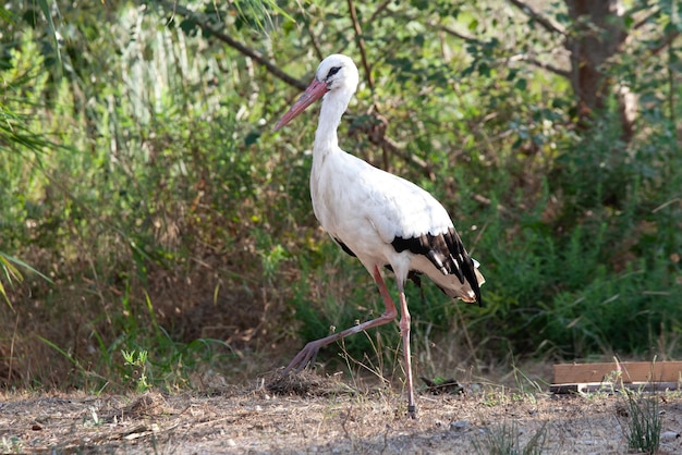 cute stork on the ground on green background